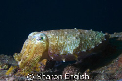 Cuttlefish - so ugly it's beautiful by Sharon English 
